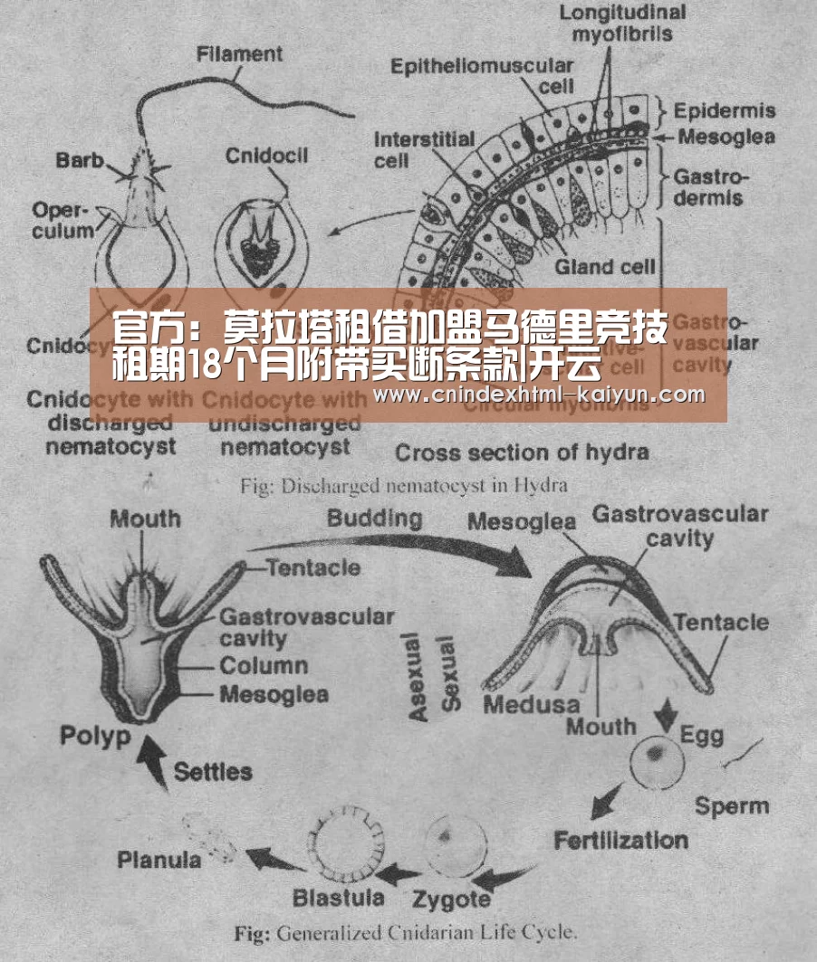  即时比分入口